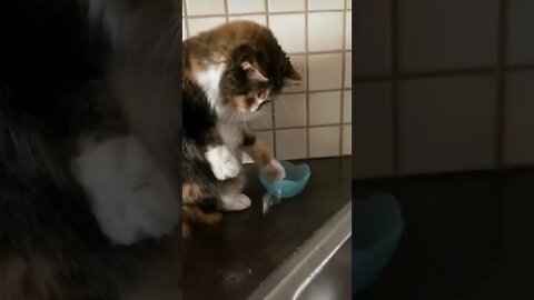 CAT WASHES HOUSE