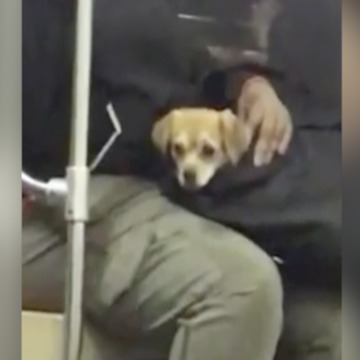 DID YOU SEE? Puppy spotted in purse on train - ABC15 Digital