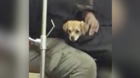 DID YOU SEE? Puppy spotted in purse on train - ABC15 Digital