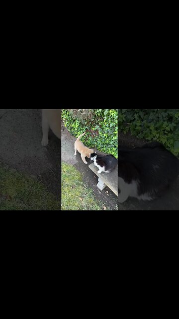 Shop cat Chronicles, shop cat likes the new puppy #shopcat #shopcatchronicles #pets