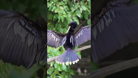 Anhinga Warming Up in the Sun #shorts #short