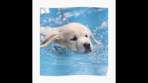 Labrador father teaches his puppies to swim