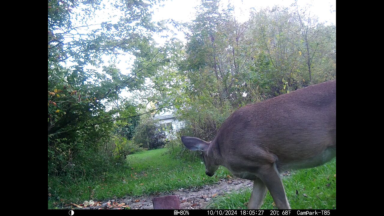 Deer 10-10-2024