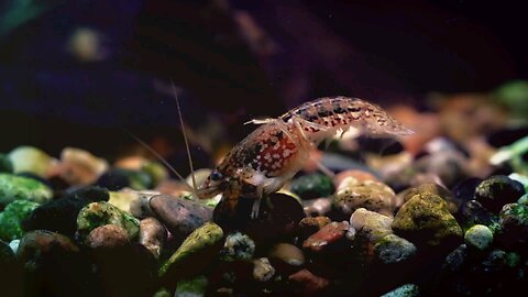 Marbled Crayfish: From Aquarium Accident to Madagascar's Protein