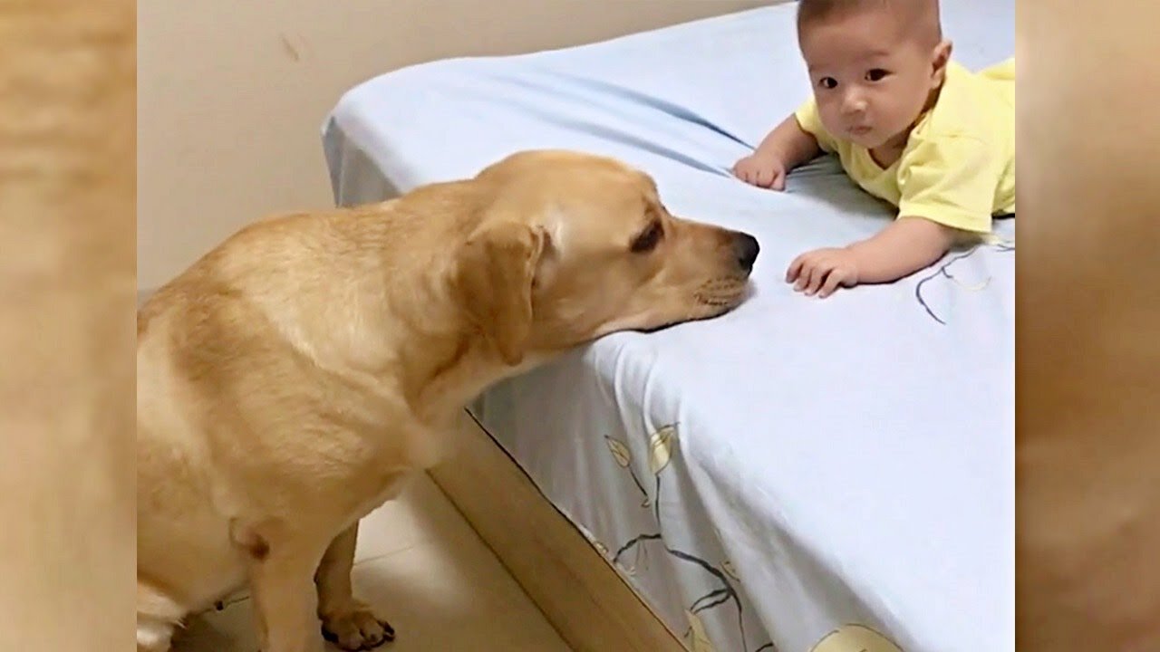 Adorable Labrador Dog Caring For Newborn Baby Will Give You Positive Vibes