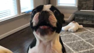 Ce chien n'a jamais appris à aboyer