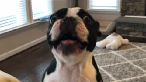 Ce chien n'a jamais appris à aboyer