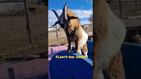 floki and his bad jokes #goats #fun #funny #jokes #animals #pets #shorts #silly #ranching #fyp