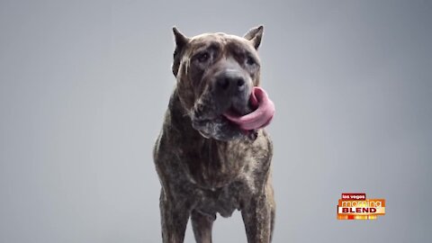 Pet Adoption Events At Subaru Of Las Vegas