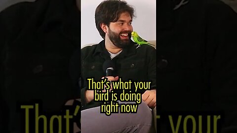 Budgie is OBSESSED! #Shorts