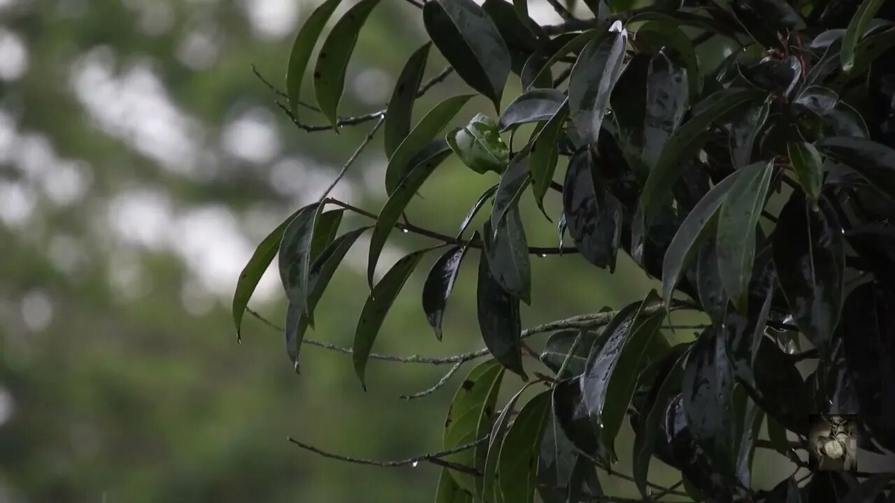 Birds Excited for the Rain. #whitenoise Sounds that can help with relaxing and more. #ASMR