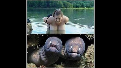 Memes That Will 99.891% Make You Laugh.