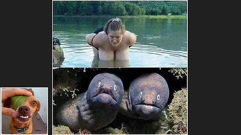 Memes That Will 99.891% Make You Laugh. (e116)