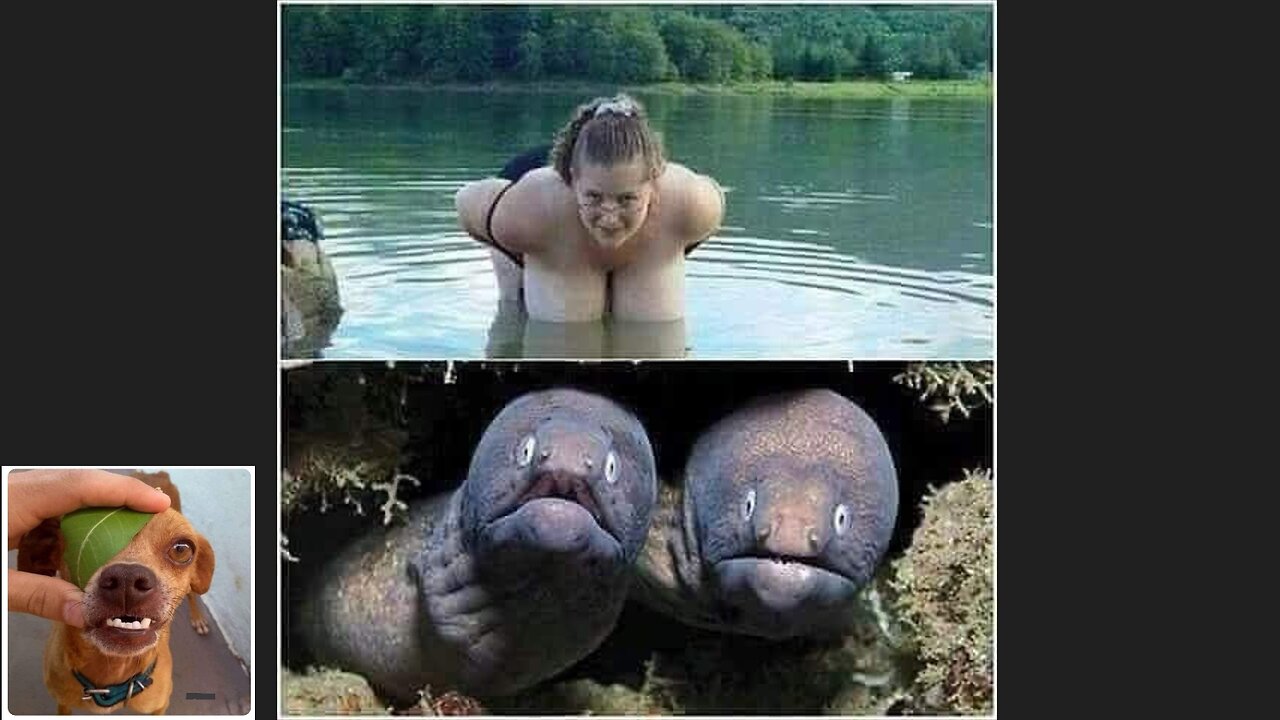 Memes That Will 99.891% Make You Laugh. (e116)