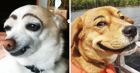 FUNNY DOGS VIDEO THAT WILL MAKE U SMILE#DOG LOVERS#