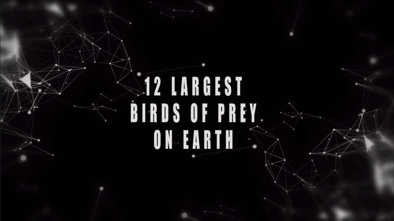 LARGEST Birds Of Prey On Earth!