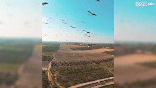 Un drone prend son envol parmi les cigognes