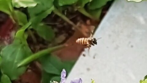 bees looking for honey