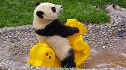 So cute and funny panda compilation