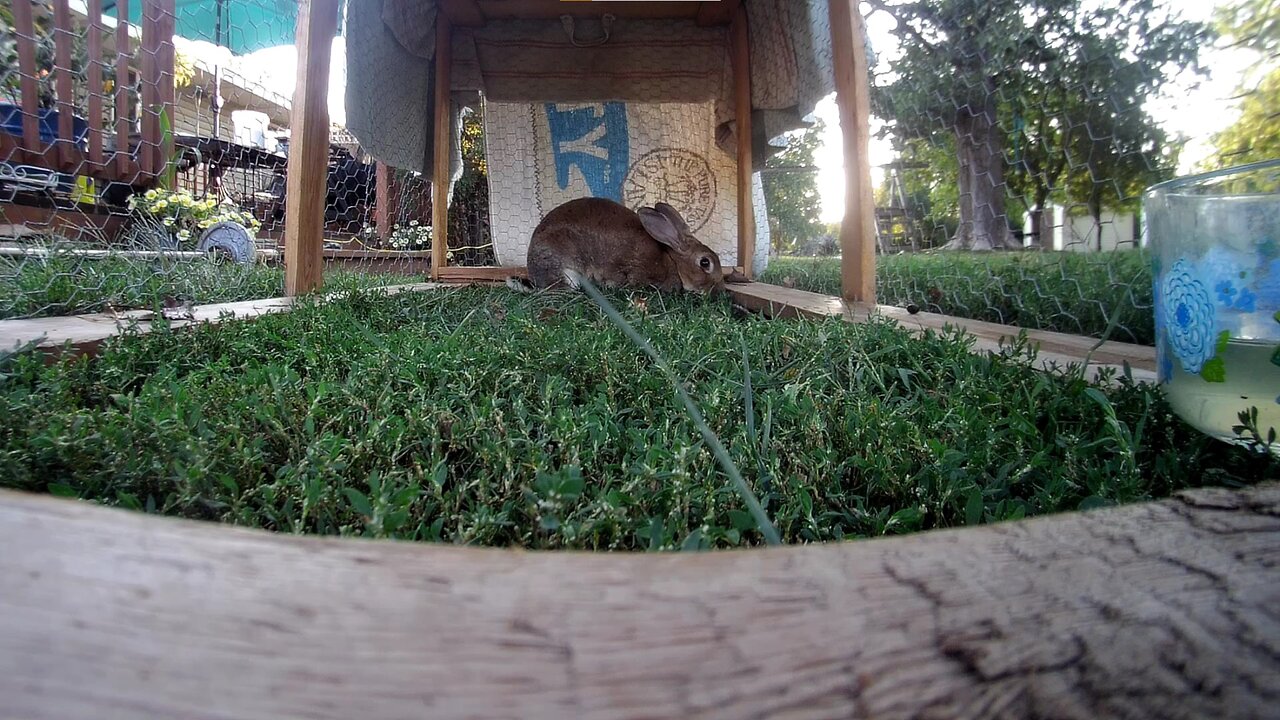 Lady The Rabbit getting some green in the lawn