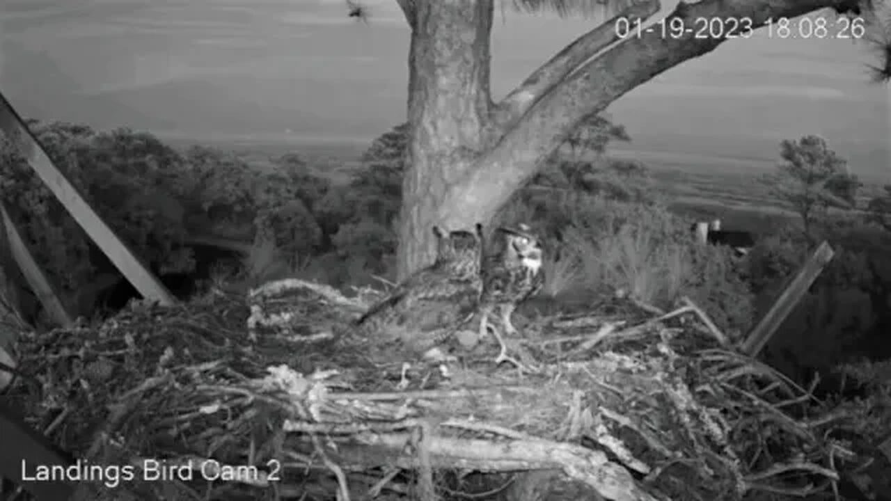 Evening Great Horned Owl Visit-Cam Two 🦉 01/19/23 18:06