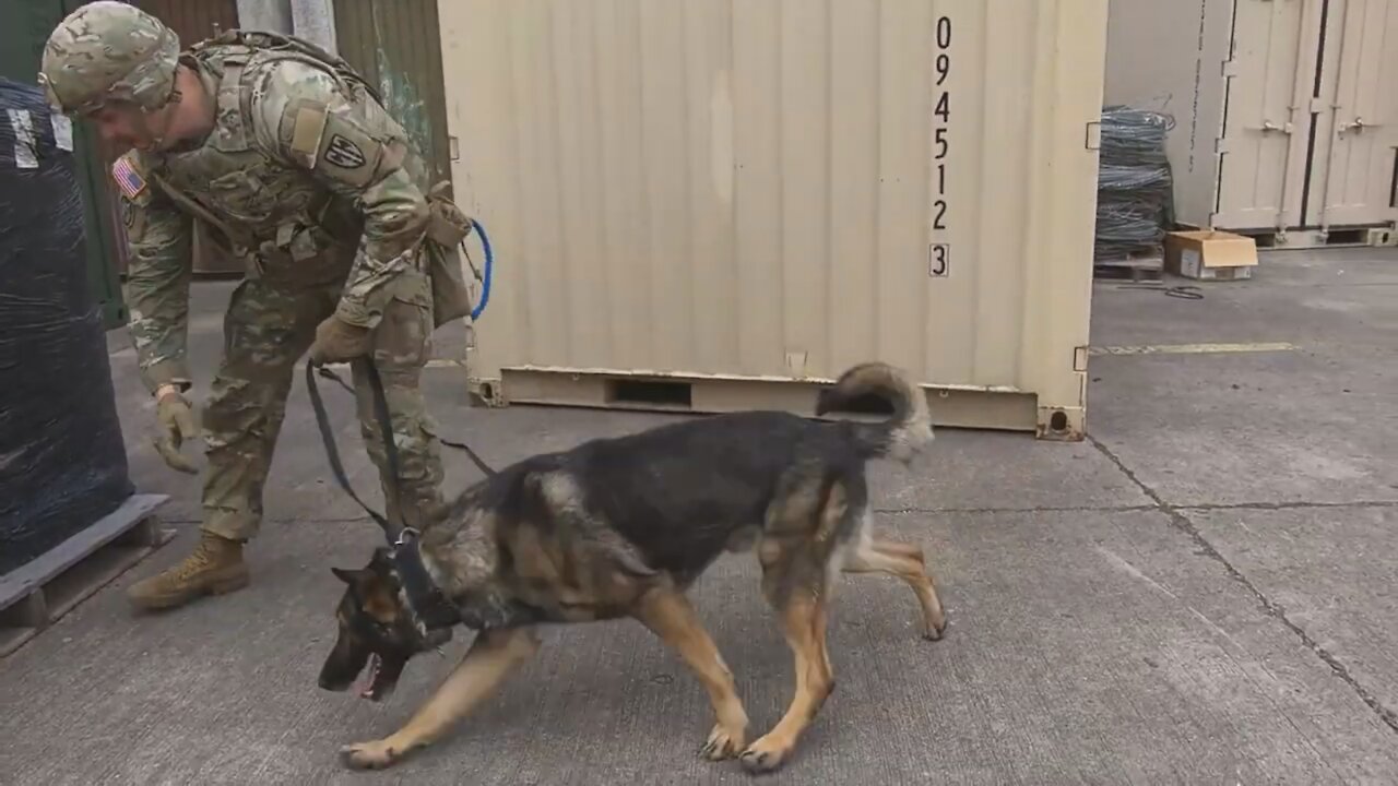 Military Working Dogs Undergo Certification in Stuttgart