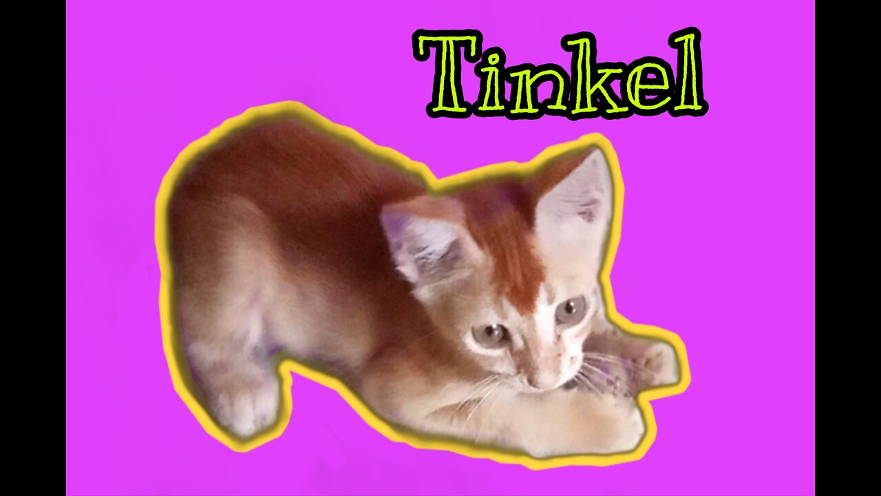 My pet Tinkel playing with a potato 🤦♂️