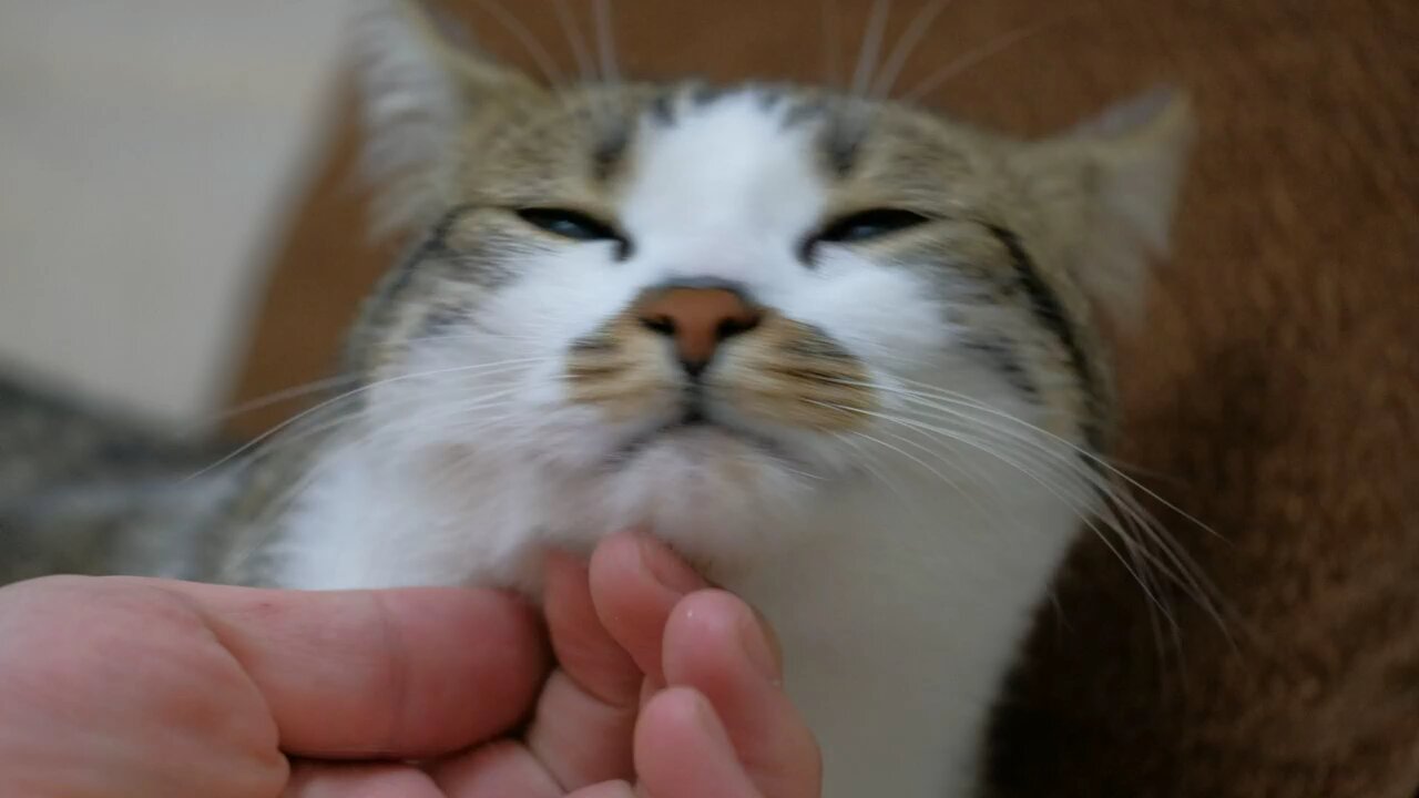 cute cat
