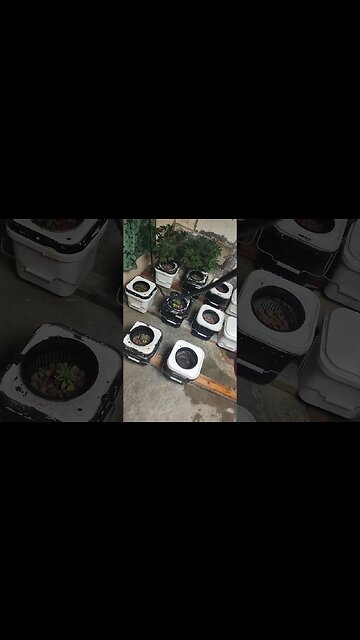 keeping it poppin 🎄🎄🎄