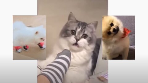 Cutest Dog and Cat Moments