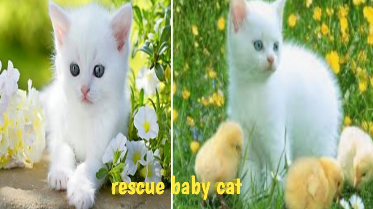 RESCUE POOR BABY -CAT 🐈😺😺2 FUNNY VIDEO