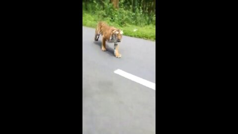 These guys were on a motorcycle when a tiger started chasing after them