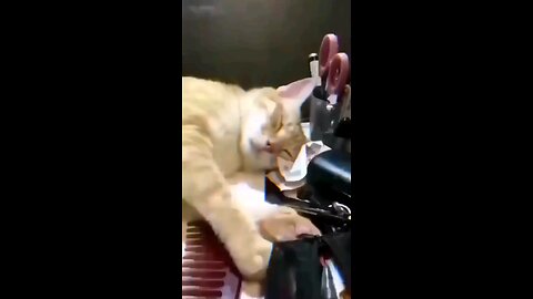 cute cat video