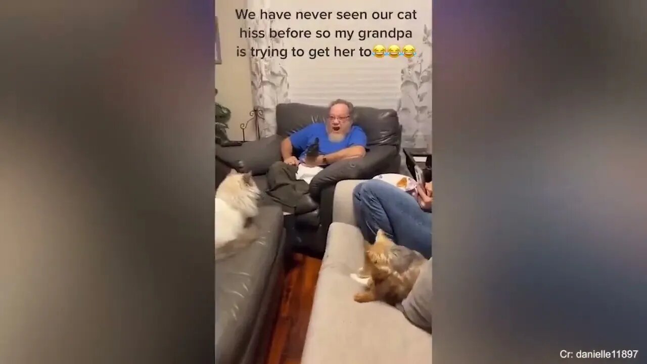 Super FUNNY CAT And THEIR OWNER VIDEOS!