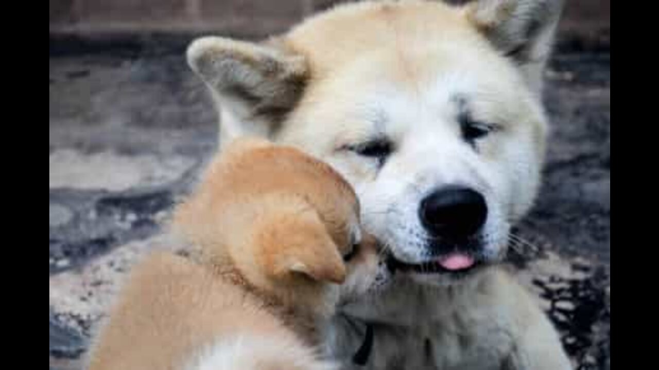 Drama familiar entre cães filmado na China