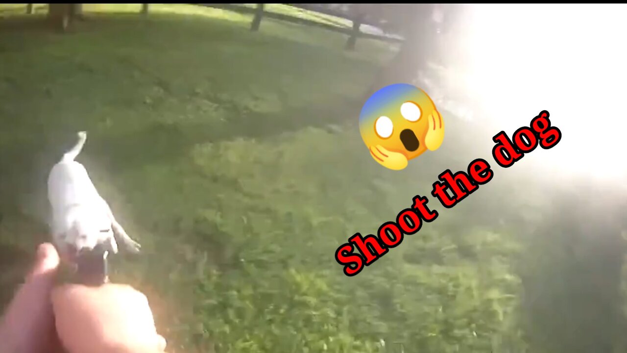Highland avenue Dog shooting incident 😱😱