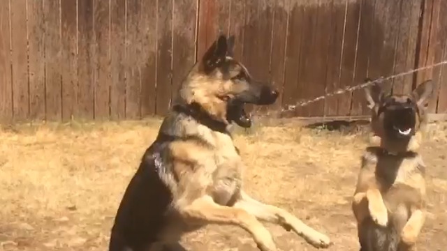 German Shepherds experience water hose for the first time