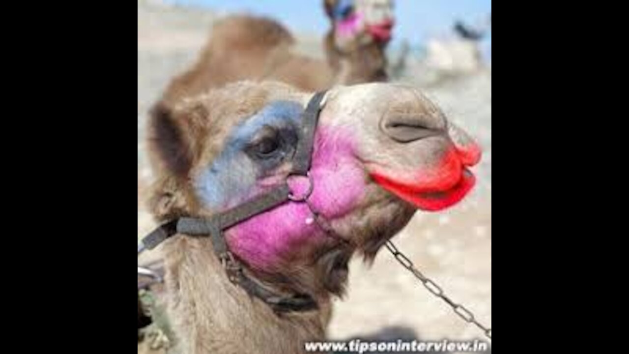 Funny situations with camels