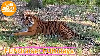 FUNdraiser FURiday BONUS LIVE with Afton and Lauren featuring Priya 03 24 2023