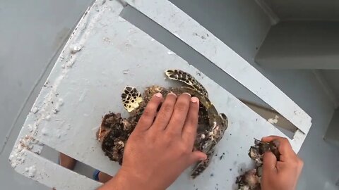 Rescue Sea Turtle Removing Barnacles From a Poor Sea Turtle | animals, Nature, turtles, ocean29 8