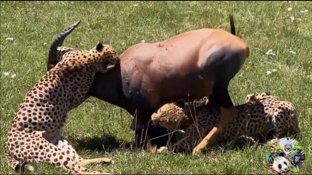 See how the desert tiger .....eats it