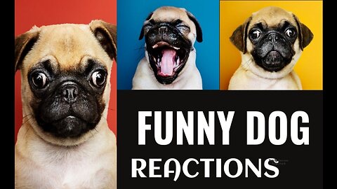 ""Hilarious Dog Reactions: Laugh and Delight with Our Canine Friends!"