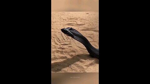 zombie 🧟‍♂️ snake