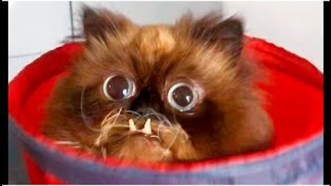 Funny Animals Club