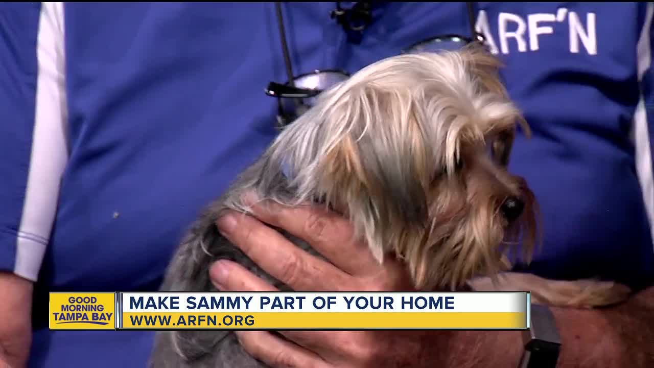 Rescues in Action: Sammy