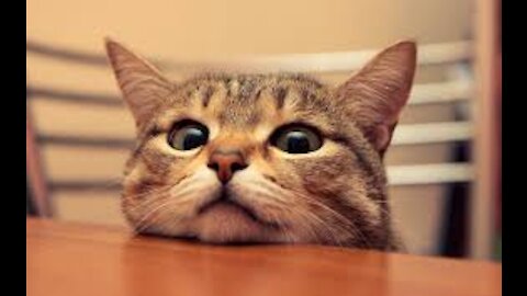 Cute funny cat tutorial - you can't leave it if you watch sometimes