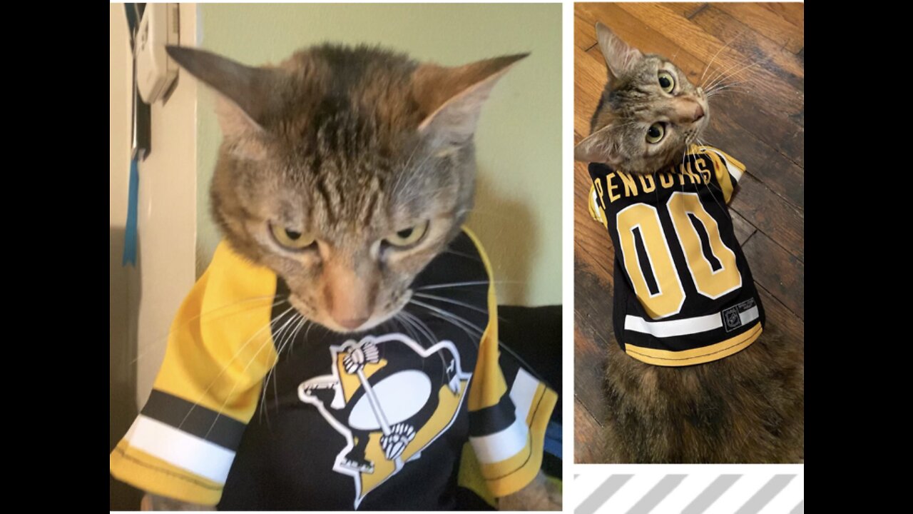 Cat Watches Pittsburgh Penguins vs. Washington Capitals Game