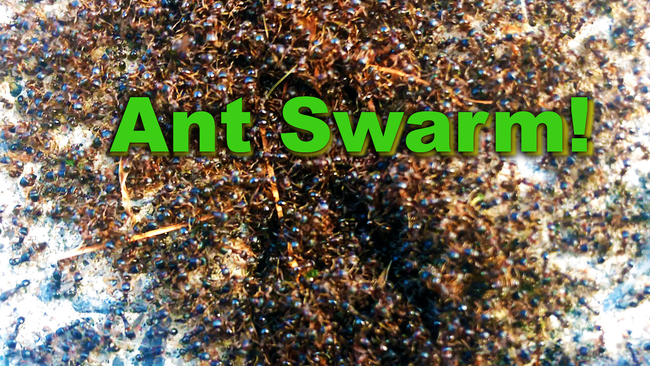 Ant Army = “Swarm Intelligence”