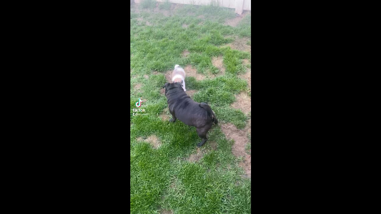 Maya the pug and￼ and Milo the baby dancing￼￼