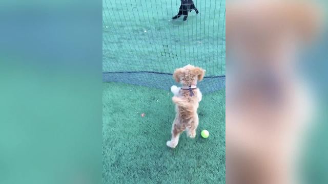 Dog Fails To Jump Through A Net